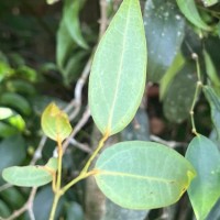 Piper trineuron Miq.